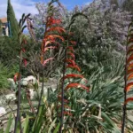 Chasmanthe bicolor (/100) — photo 2