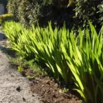Chasmanthe bicolor (/100) — photo 4