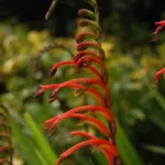 Chasmanthe bicolor (/100) — photo 5