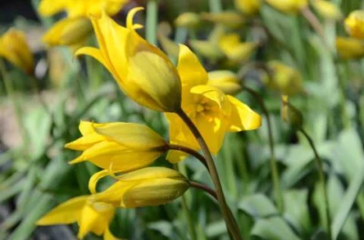 Tulipa sylvestris australis /100