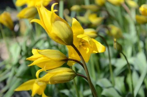 Tulipa sylvestris australis /100
