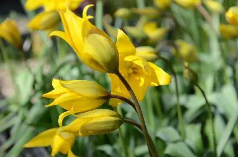 Tulipa sylvestris australis /100