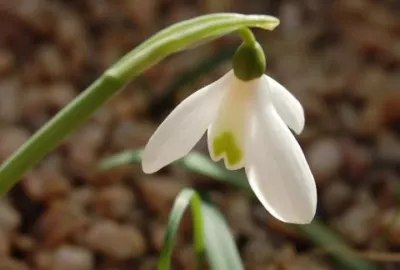 Galanthus peshmenii