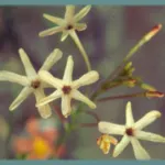 Ixia paniculata