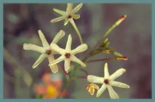 Ixia paniculata
