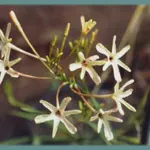 Ixia paniculata — Ixia