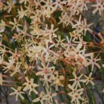 Ixia paniculata — paniculata