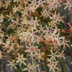 Ixia paniculata — paniculata