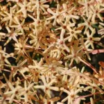 Ixia paniculata — photo 4
