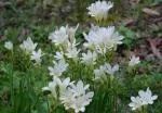 Freesia alba /100b