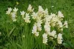 Freesia alba /100b — photo 2
