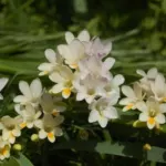 Freesia alba /100b — photo 4
