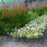 Freesia alba /100b — photo 5