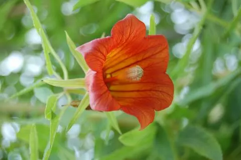 Canarina canariensis