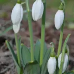 Galanthus elwesii