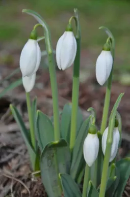 Galanthus elwesii