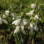 Galanthus elwesii — photo 2