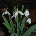 Galanthus elwesii — photo 3