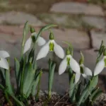 Galanthus elwesii — photo 4