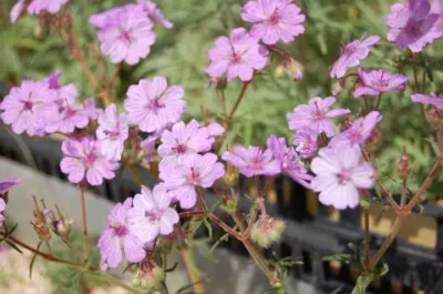 Geranium tuberosum
