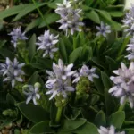 Hyacinthoides lingulata (forme hâtive, early flowering)