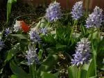 Hyacinthoides lingulata (forme hâtive, early flowering) — Hyacinthoides