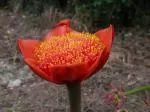 Haemanthus coccineus (moyen)