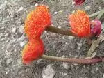 Haemanthus coccineus (moyen) — photo 2