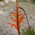 Chasmanthe floribunda (/50) — photo 3