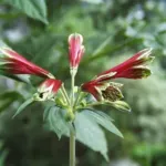 Alstrœmeria psittacina