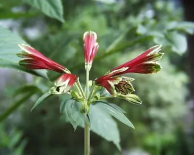 Alstrœmeria psittacina