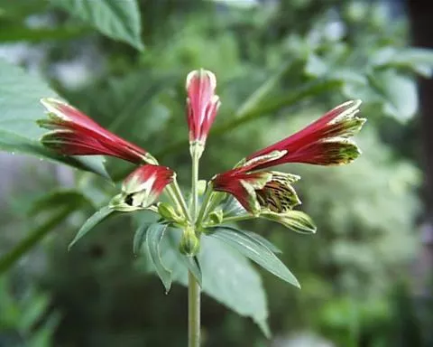 Alstrœmeria psittacina