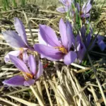Crocus sativus (safran) /100 cal +9cm