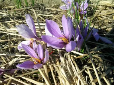 Crocus sativus (safran) /100 cal +9cm
