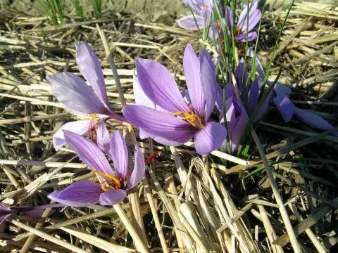 Crocus sativus (safran) /100 cal +9cm