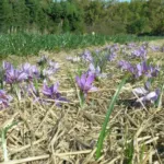 Crocus sativus (safran) /100 cal +9cm — photo 3