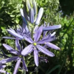 Camassia quamashi