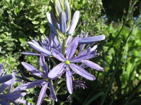 Camassia quamashi