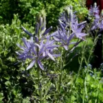 Camassia quamashi — Camassia quamash