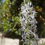 Camassia cusickii