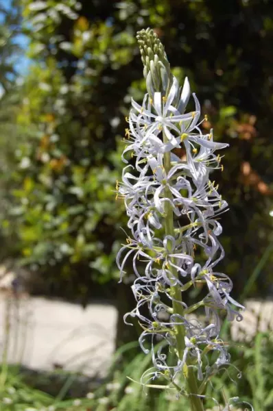 Camassia cusickii
