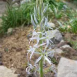 Camassia cusickii — photo 2