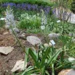 Camassia cusickii — photo 3