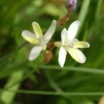 Sparaxis parviflora