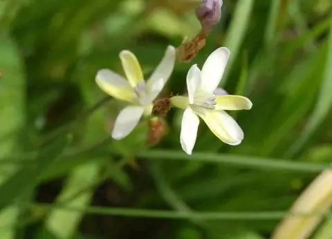 Sparaxis parviflora