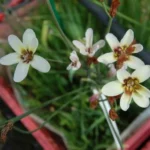 Sparaxis parviflora — Synnotia