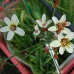 Sparaxis parviflora — Synnotia