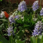 Hyacinthoides lingulata (forme tardive) ciliolata