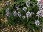 Hyacinthoides lingulata (forme tardive) ciliolata — Hyacinthoides