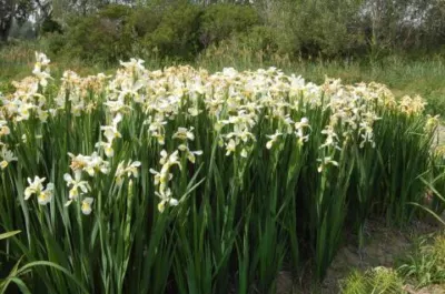 Iris spuria spp orientalis forme blanche /100